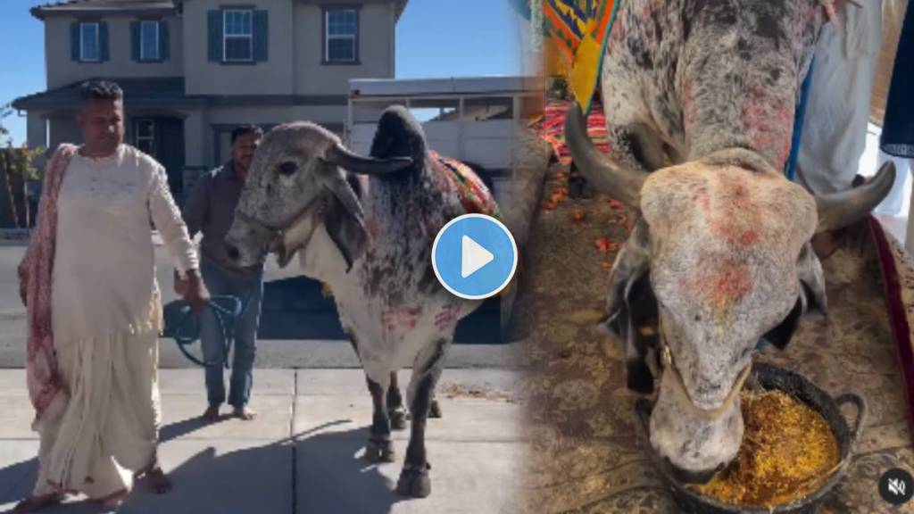 Indian Family Welcomes Cow Into US Home