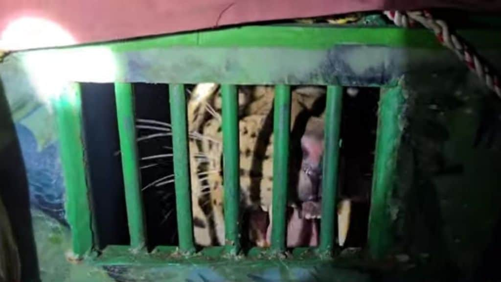 Leopard Caught in Paranda taluka in chhatrapati sambhajinagar