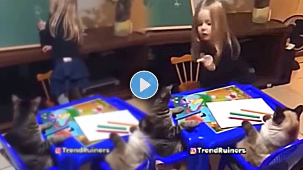 Little Girl Convince Two Pet Cats For Study