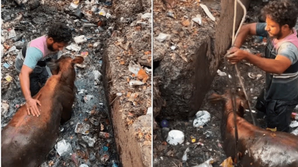 Man rescues cow from filthy drain in video Internet calls him a real life hero