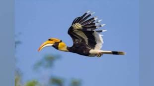 bird hornbill was sighted in the city and kas area