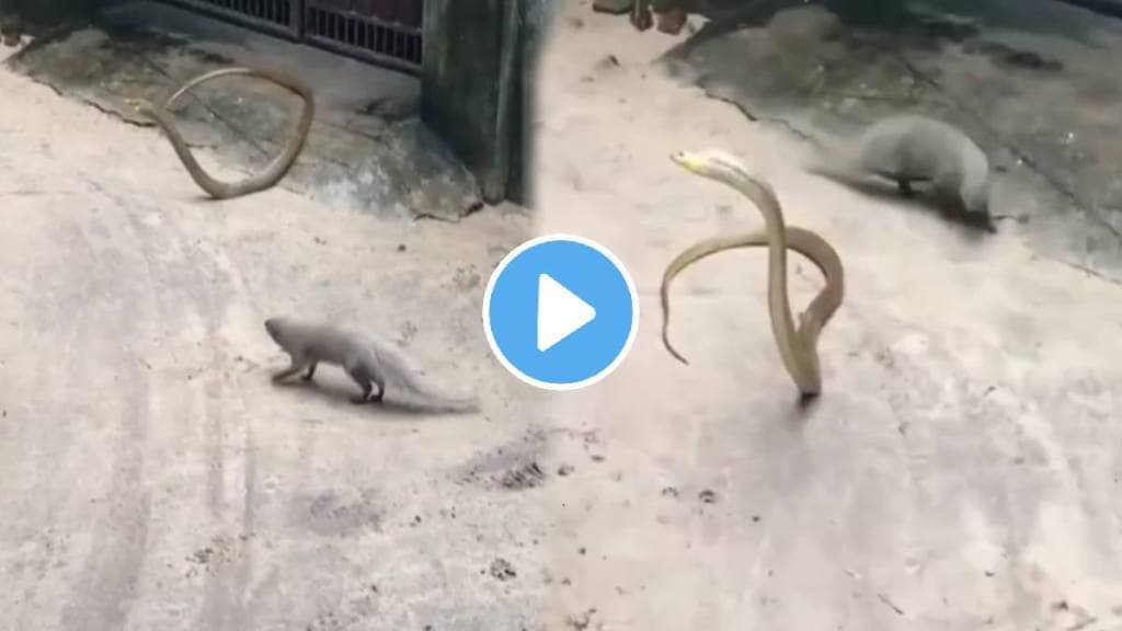 Viral video of snake and mongoose fighting on road watch till end video viral on social media