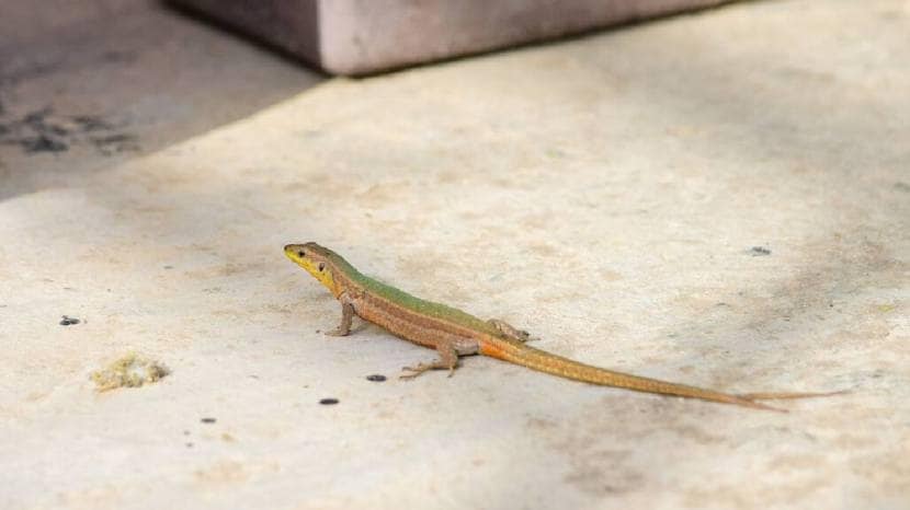 kitchen jugad nail in onion remedies to keep lizard away