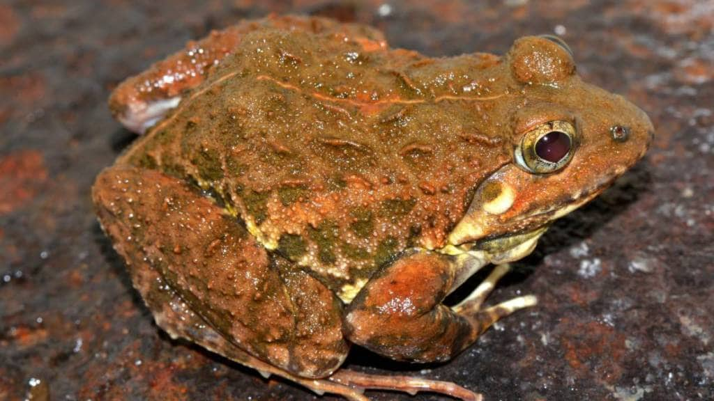 frog , Mahabaleshwar, species, loksatta news,