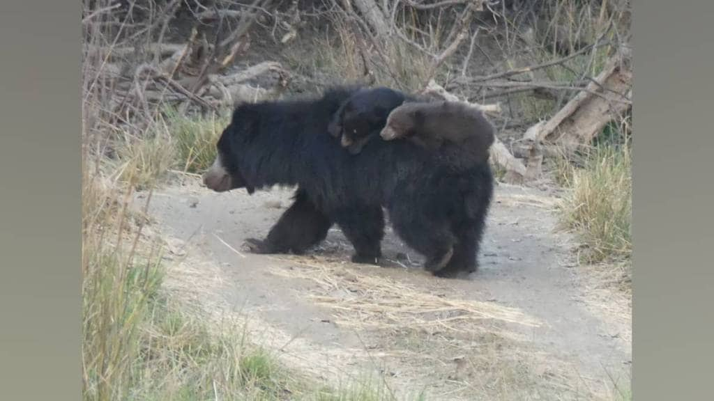 rare leucistic bear cub has found for third time in Bor tiger reserve near nagpur