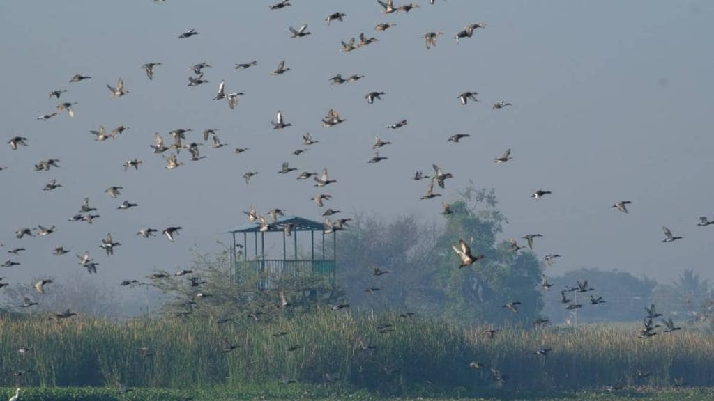 forest departments bird census recorded 11725 birds in nandurmadhyameshwar bird sanctuary