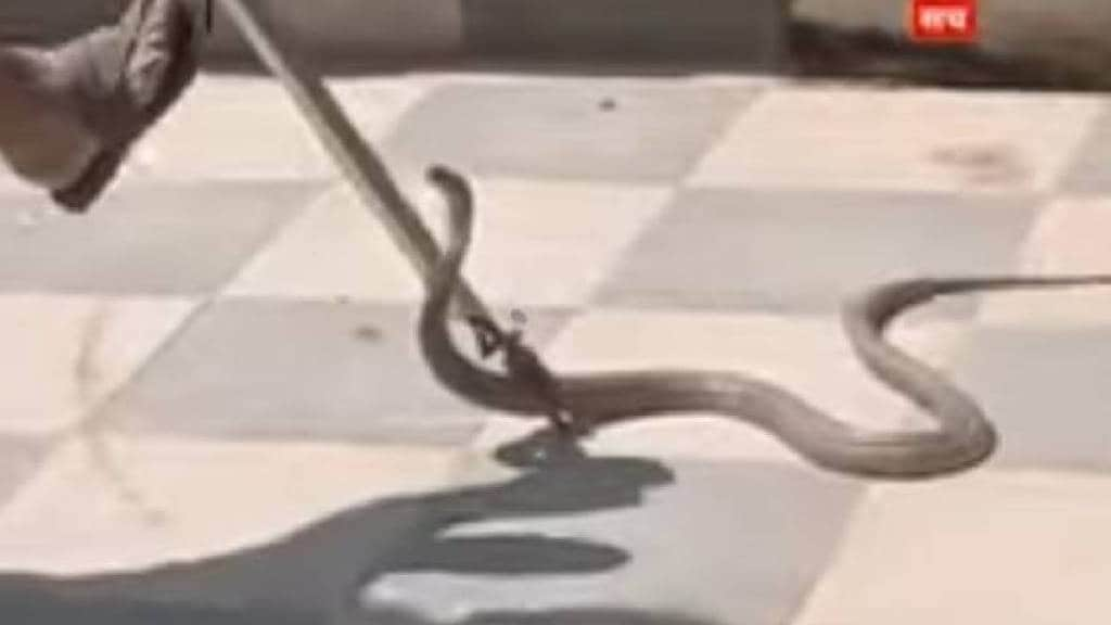 6 foot long cobra entered homes near gondia pose risk of bites to residents