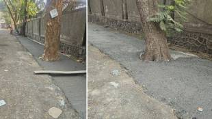 concreting, damaging , trees , Municipal Corporation,