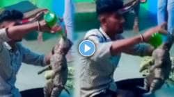 दारूच्या नशेत तरुणाने मांजरीलाही पाजली दारू… VIDEO पाहून नेटकरी संतप्त