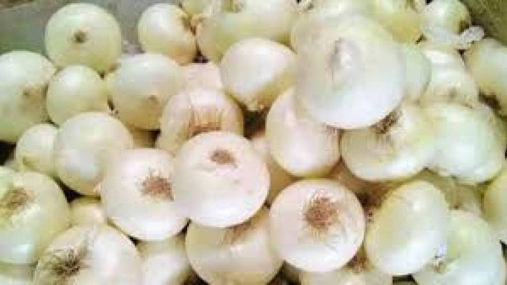 medicinal white onion grown in alibaug has come up for sale in uran market there is demand for this onion in market