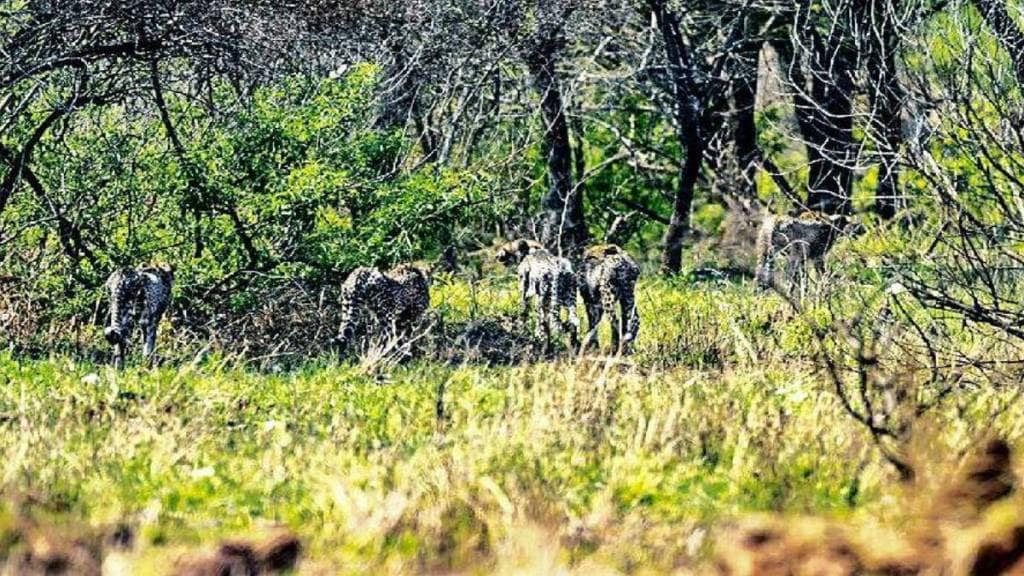 cheetah , Kuno , forest, loksatta news