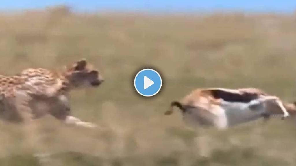 Cheetah attack deer