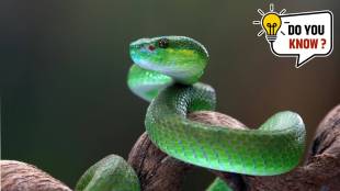 Vasuki Indicus largest snake india