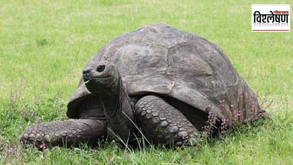 oldest tortoise is only 193 years old what is the secret to jonathan the tortoises longevity