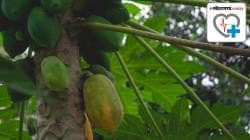 Papaya Leaf Benefits: आठवड्यातून एकदा करा पपईच्या पानांचे सेवन; मधुमेहापासून त्वचा-केसांच्या आरोग्यापर्यंत असंख्य फायदे