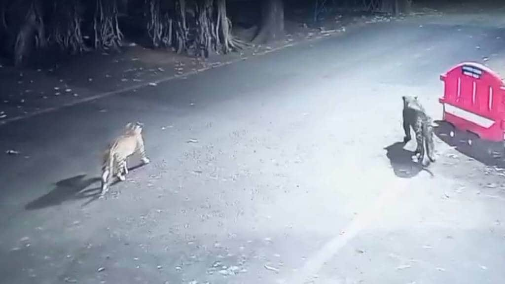 cctv captured two leopards on yeur road