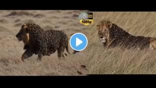 Wild bees attacked the lion stuck to the whole body terrible video goes viral on social media