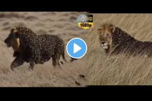 Wild bees attacked the lion stuck to the whole body terrible video goes viral on social media