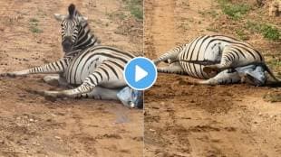 zebra giving birth in south africas national park an incredible video shoot by a tourist