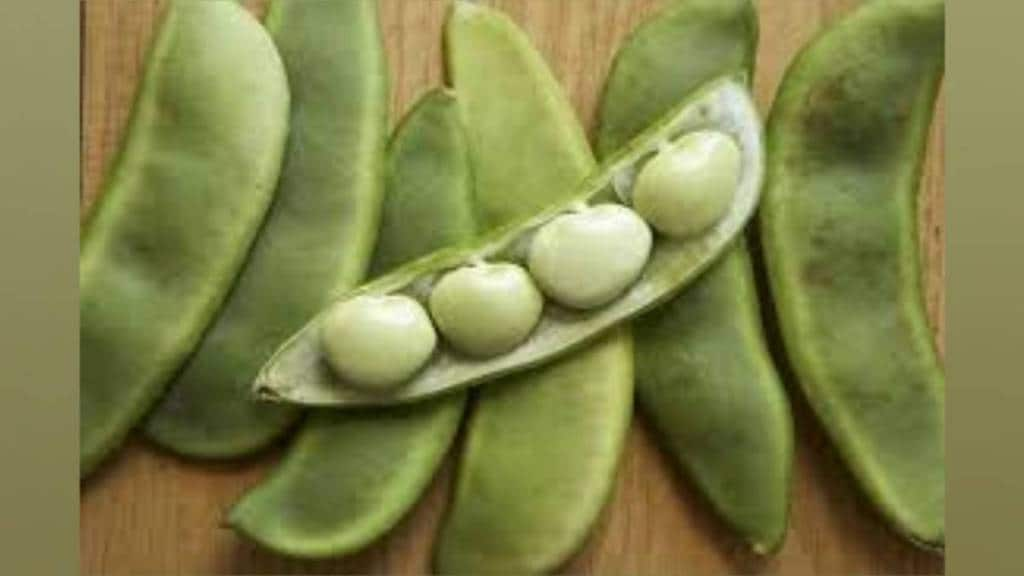 winter broad beans season begun in Uran taluka after four month wait