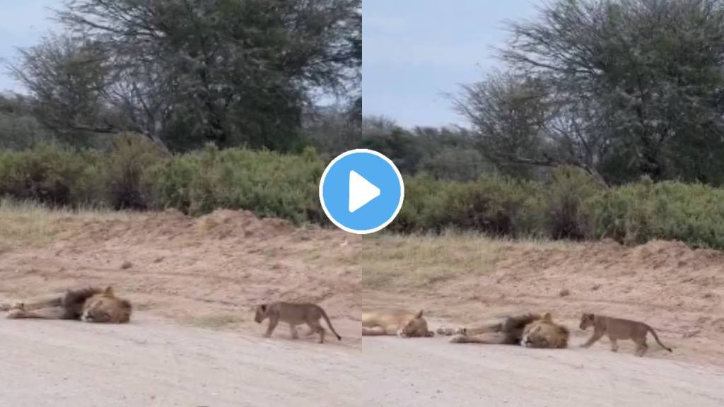 Viral video: Lion cub sneaks up on napping parents, internet melts over the adorable scare