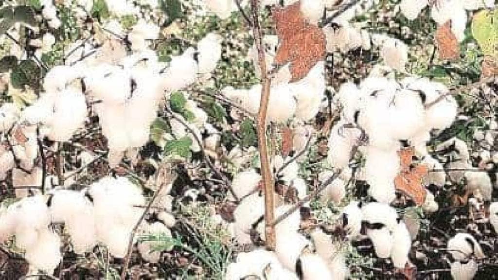 cotton growers in Khandesh are suffering losses due to traders using uncertified scales and measures