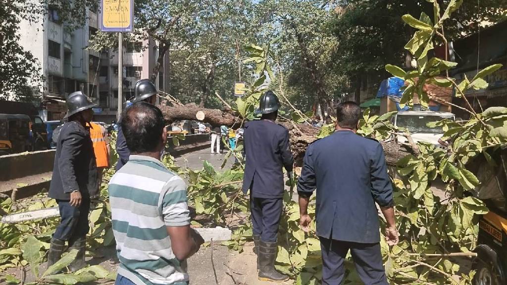 A tree fell near shiv sena branch in Khopat damaging an autorickshaw and car