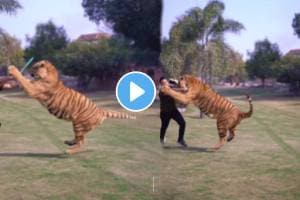 Shocking viral video tiger attacks caretaker while walking