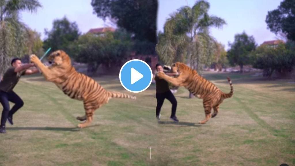 Shocking viral video tiger attacks caretaker while walking