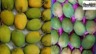 climate change is having adverse effects on the hapus mango crop this year