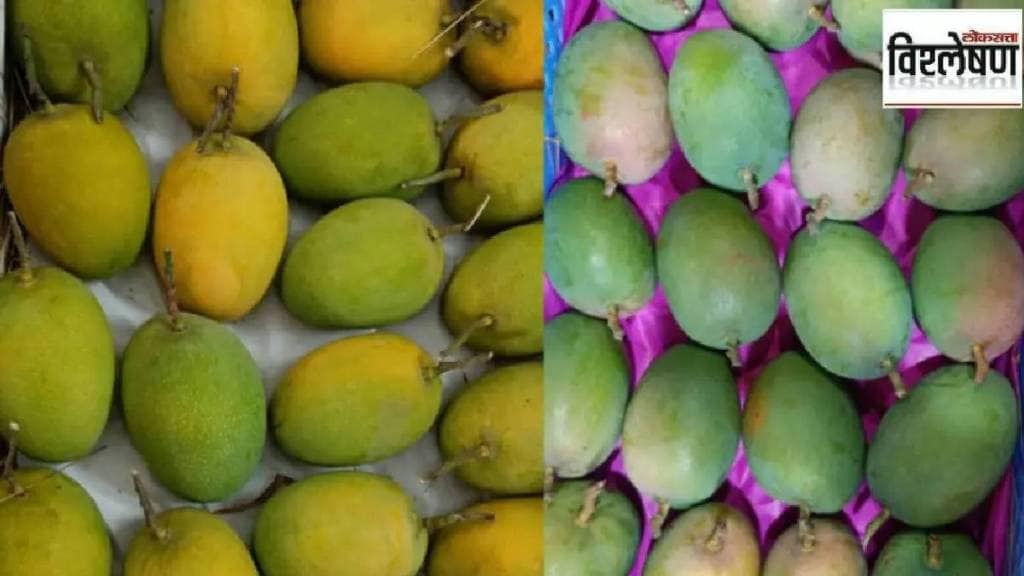 climate change is having adverse effects on the hapus mango crop this year