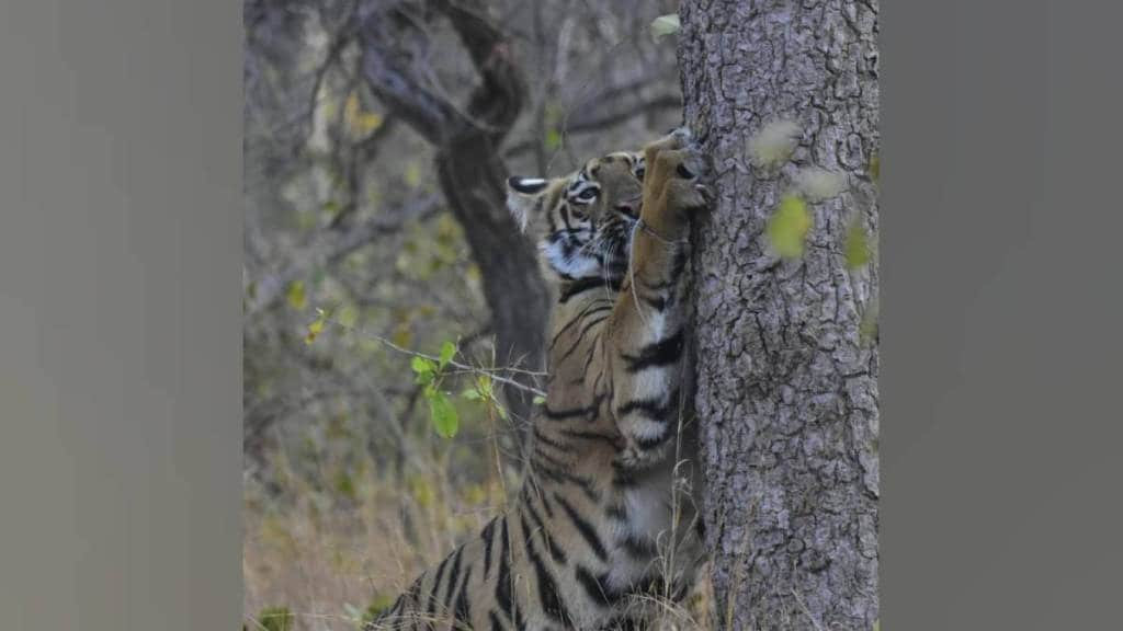 tourists favorite tigress Sitara was found noose stuck in her leg