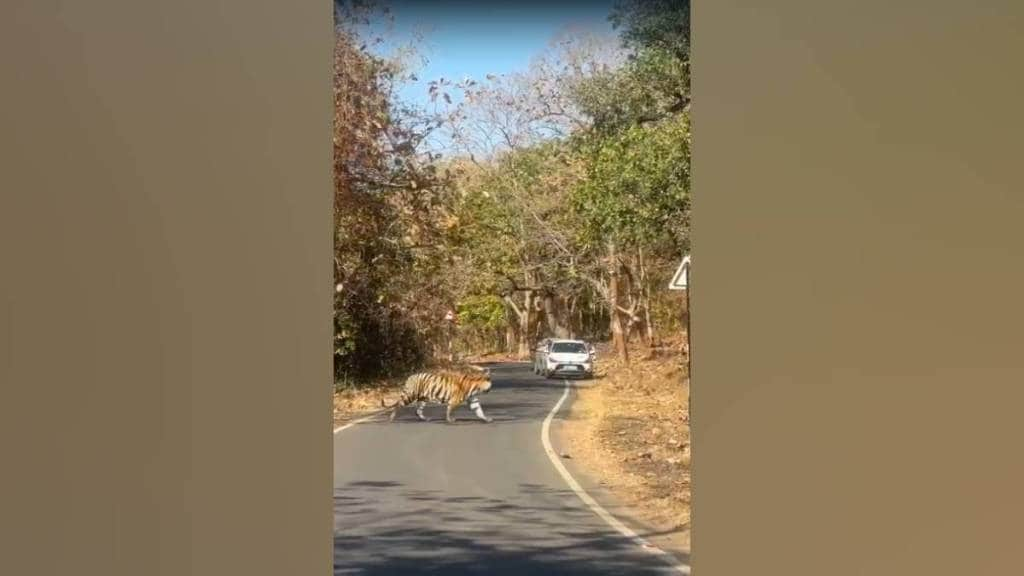 tiger from tadoba reserve came to the road in search of waterstopping passing vehicles in awe