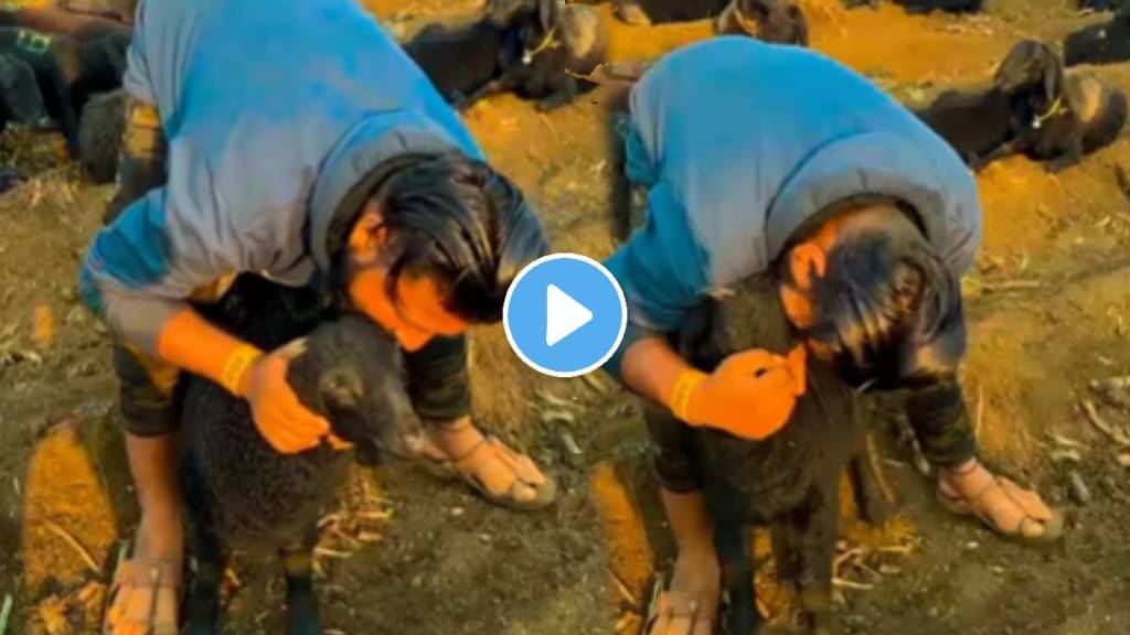 Young man breaks goat's ear with his teeth shocking video goes viral on social media