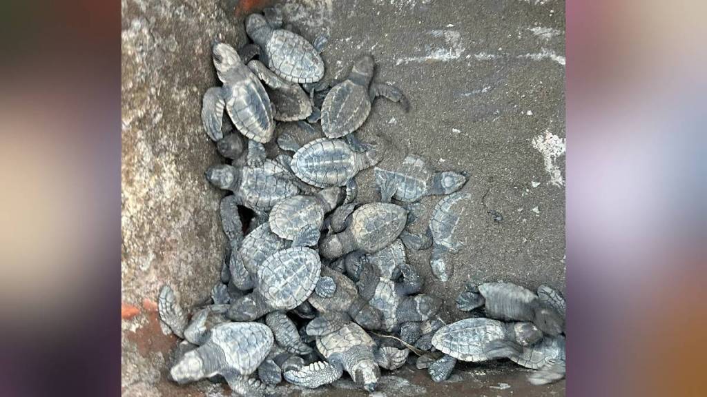 89 hatchlings of the rare Olive Ridley turtle species released into the sea at Harihareshwar beach in Raigad