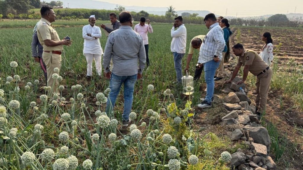 Opium cultivation in Loni Kalbhor area women arrested in police raid