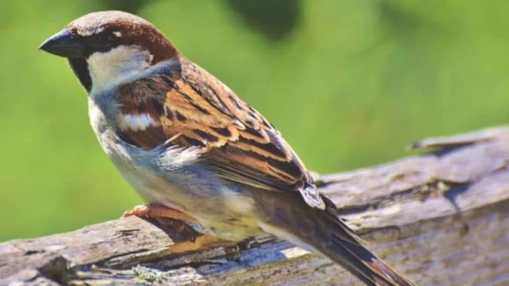 World Sparrow Day Special Sparrow sightings is rare in 10 percent of homes