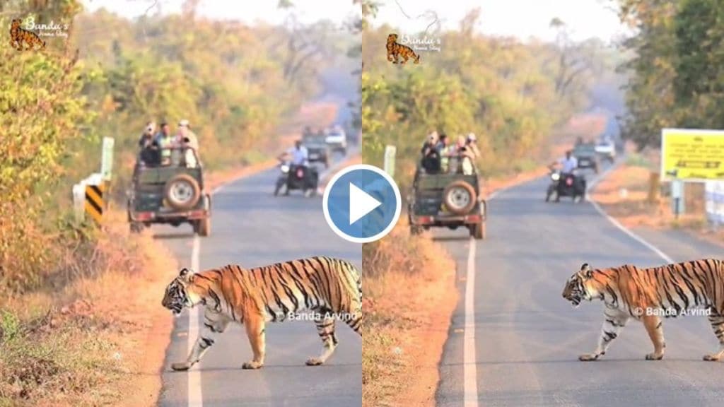 Close encounter between tiger and human at Tadoba-Andhari Tiger Project