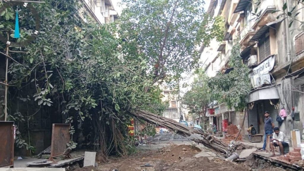 trees damaged due to concreting of roads in mumbai