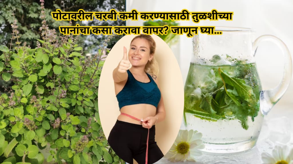 Tulsi for weight loss How to use tulsi leaves to burn belly fat