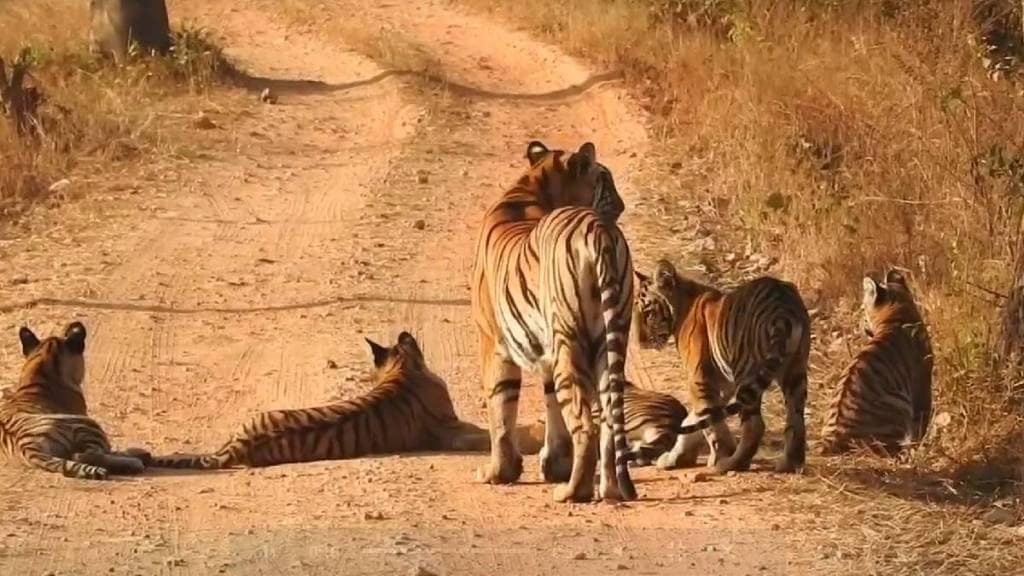 F-2 tigress five cubs Umred karhandla Sanctuary bhandara district tourists video viral