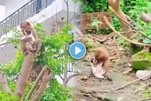 Video Shows Monkey Helps Little Puppy