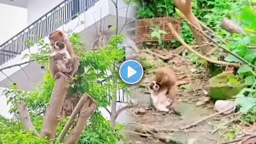 Video Shows Monkey Helps Little Puppy