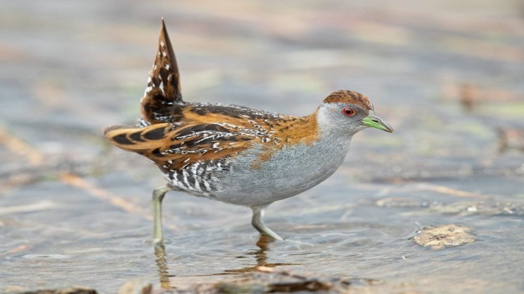 Baillons Crake, bird , Satara,