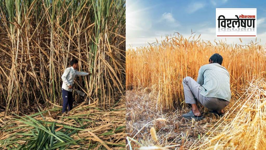 गहू आणि साखरेचे भाव सर्वसामान्यांच्या आवाक्याबाहेर जाणार? यामागची कारणं काय? (फोटो सौजन्य @routers)