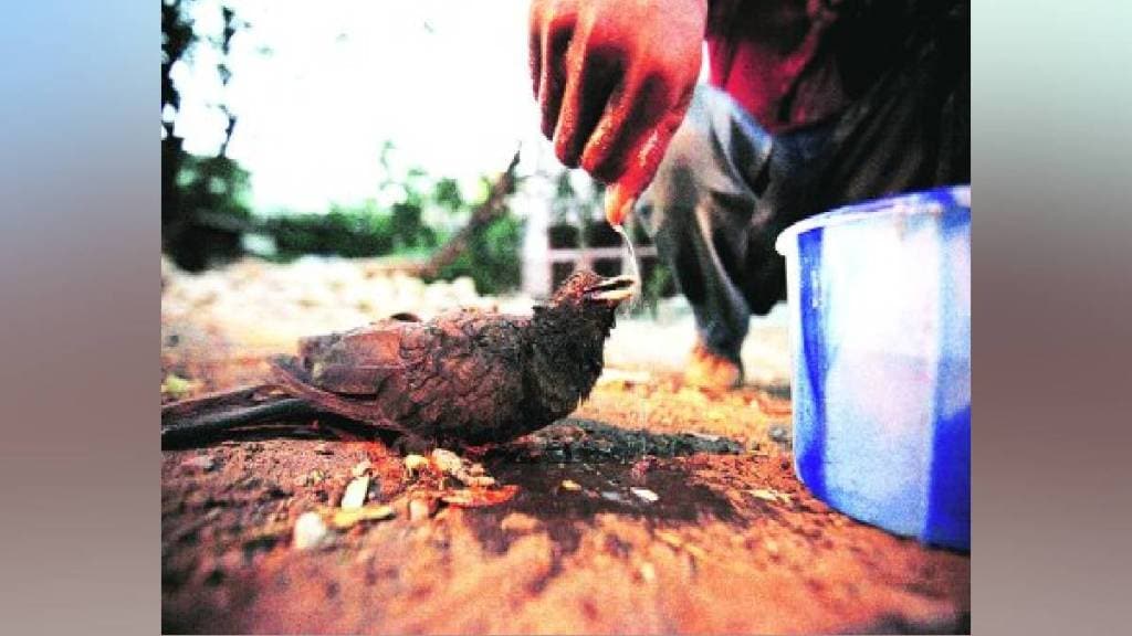 58 birds and three dogs injured in 16 days due to heat Mumbai print news