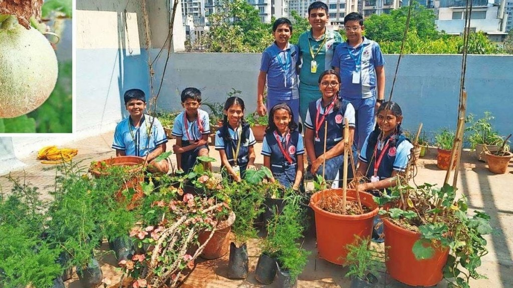 An experiment to grow a garden on the school rooftop