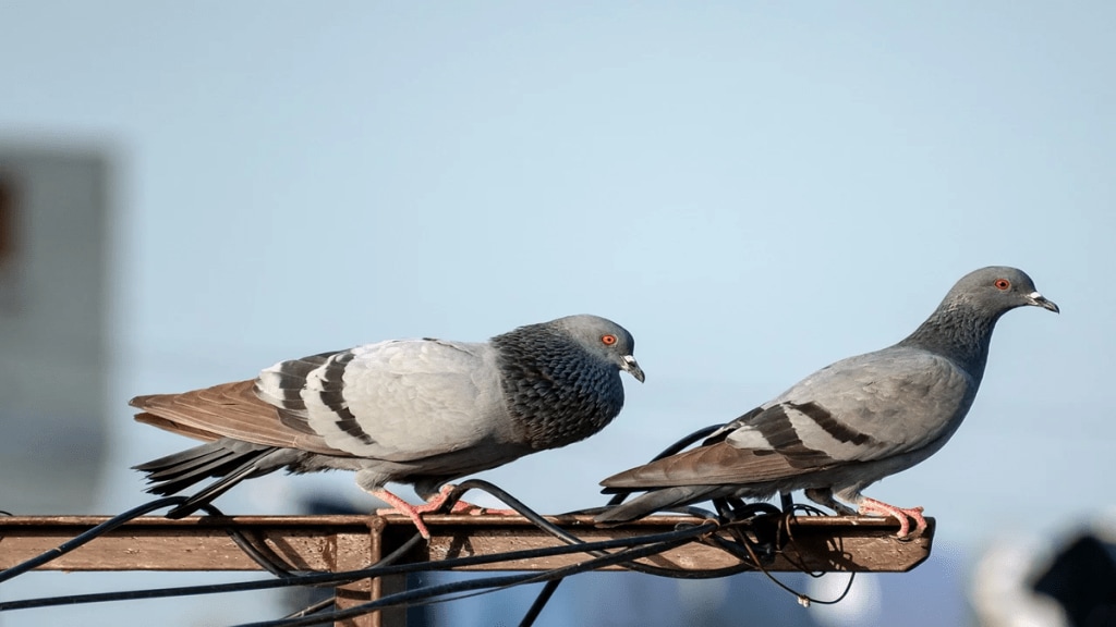 Public awareness , pigeons , health , BNHS,