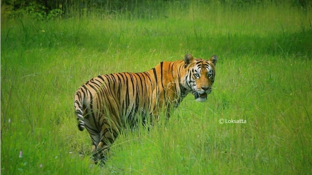 nagpur tiger killed loksatta news