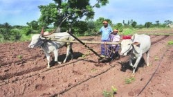 शेतमालाचे भाव मात्र पडलेलेच, सालगड्यांचा पगार एक लाख ४१ हजारावर